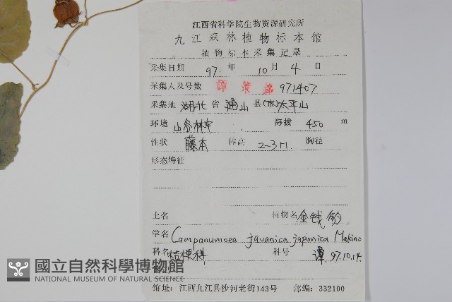 大花金錢豹藏品圖，第2張