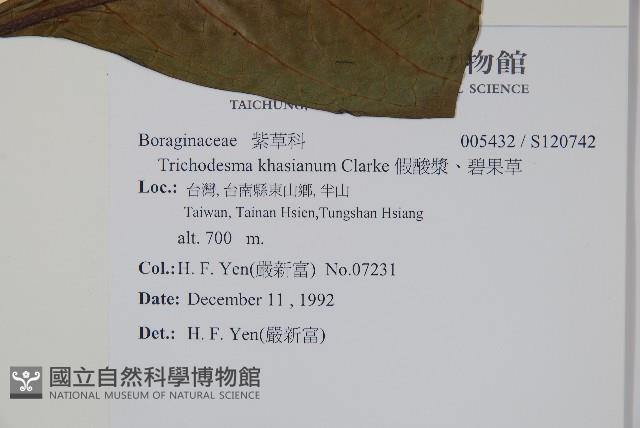 假酸漿、碧果草藏品圖，第2張