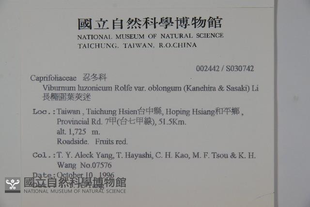 長橢圓葉莢迷藏品圖，第2張