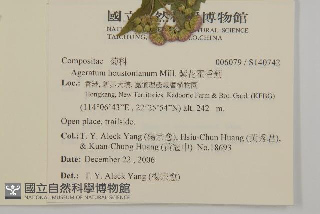 紫花霍香薊藏品圖，第2張