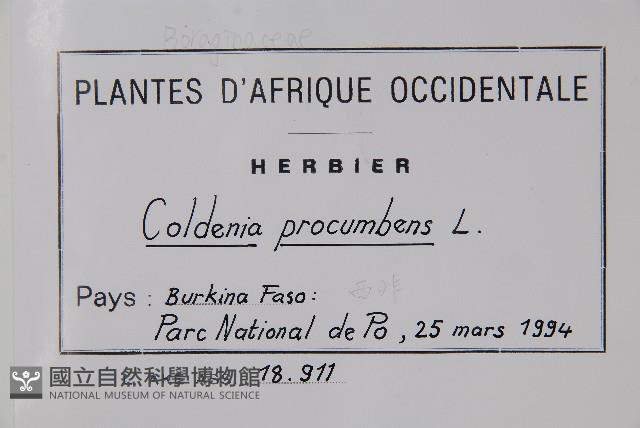 臥莖同籬生果草藏品圖，第2張