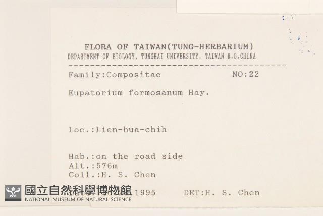 臺灣澤蘭藏品圖，第2張