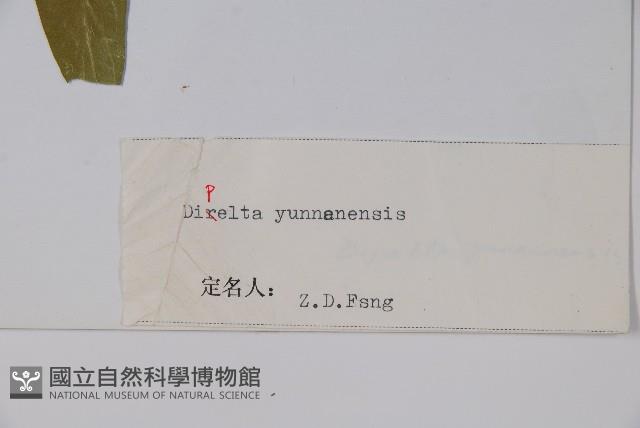 雲南雙盾木藏品圖，第2張