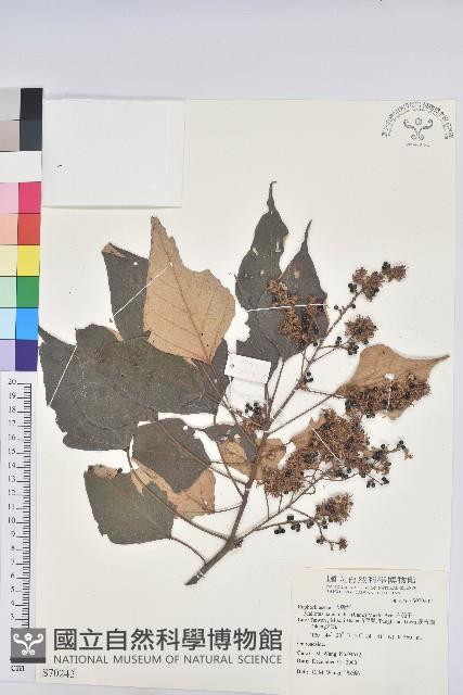 白匏子藏品圖，第1張