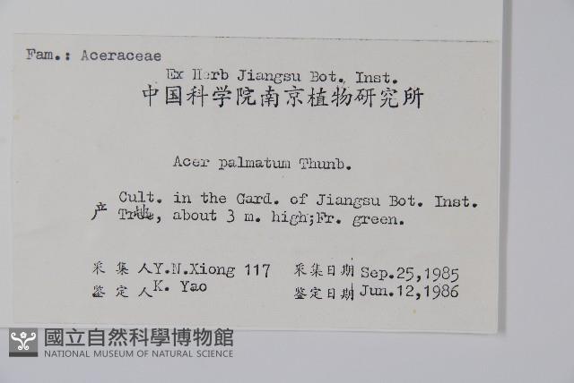 雞爪槭藏品圖，第2張