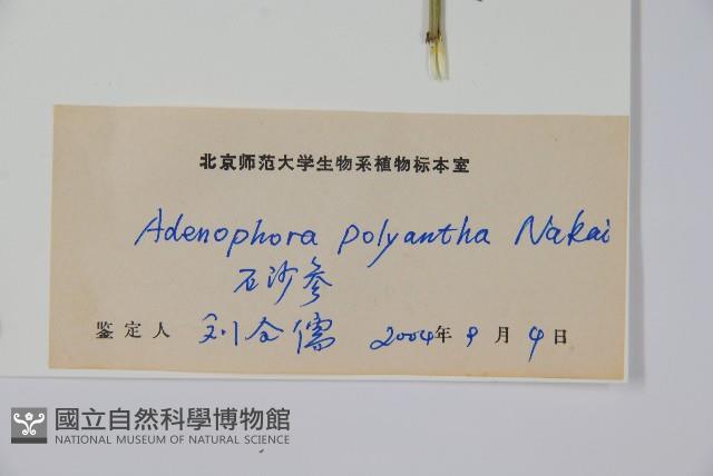 石沙參藏品圖，第2張