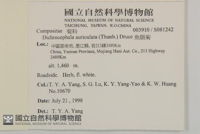 魚眼菊藏品圖，第2張