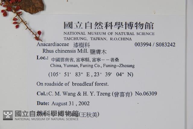 鹽膚木藏品圖，第2張