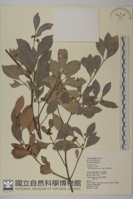 福建賽衛矛、福建假衛矛藏品圖，第1張