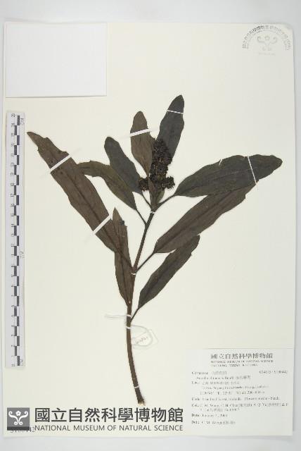 桃葉珊瑚藏品圖，第1張