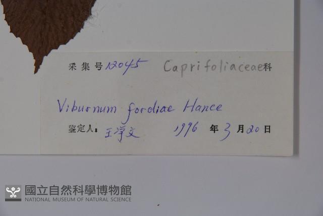 南方莢迷藏品圖，第2張