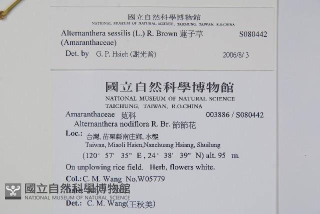 蓮子草藏品圖，第2張