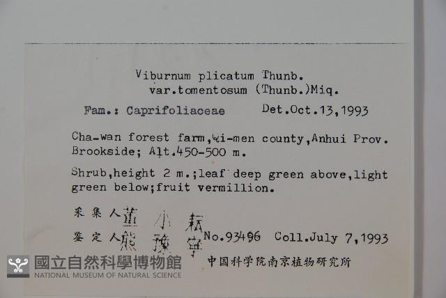 蝴蝶莢迷藏品圖，第2張