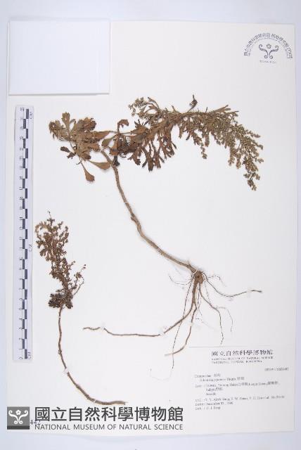 牡蒿藏品圖，第1張