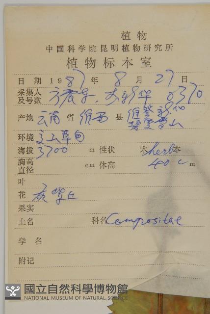 鐘花垂頭菊藏品圖，第2張