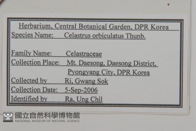 南蛇藤藏品圖，第2張