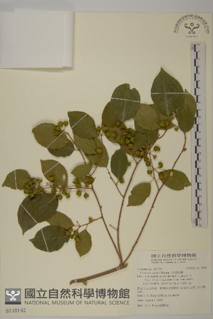 大葉南蛇藤藏品圖，第1張