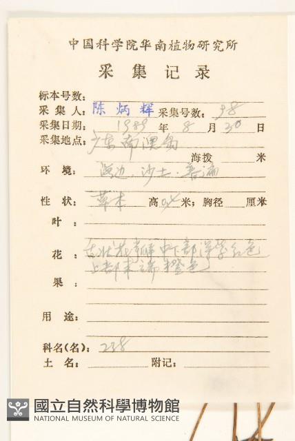 天人菊藏品圖，第2張