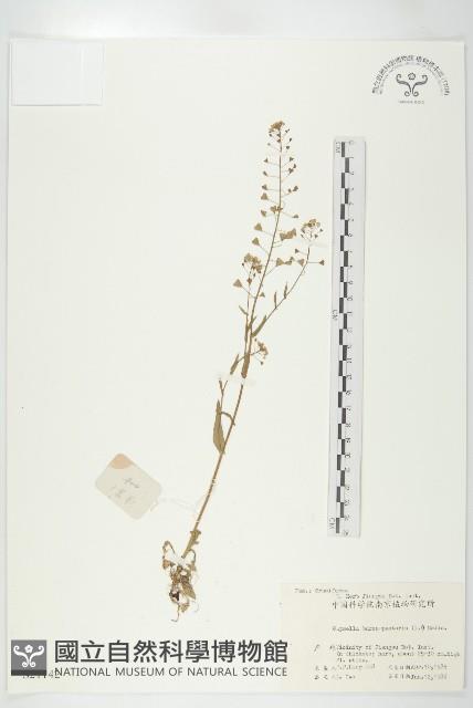 薺藏品圖，第1張