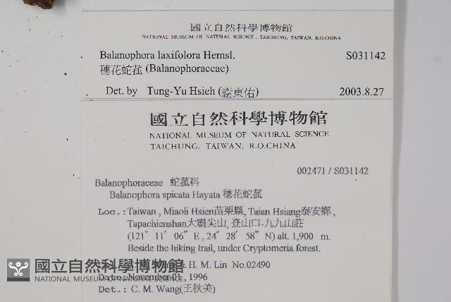 穗花蛇菰藏品圖，第2張