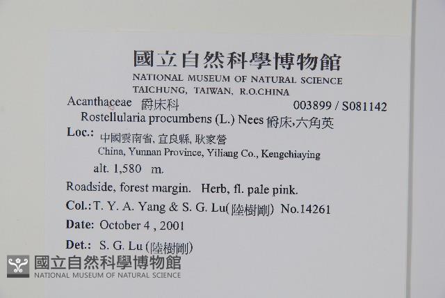 爵床、六角英藏品圖，第2張