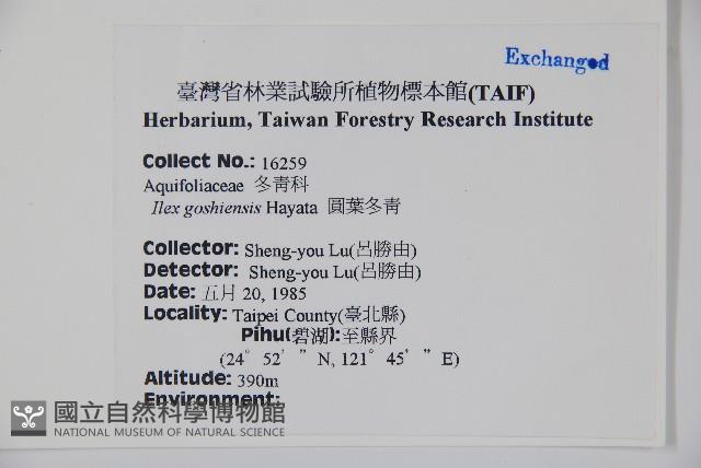 圓葉冬青藏品圖，第2張