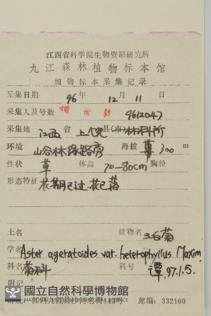 三脈紫菀異葉變種藏品圖，第2張