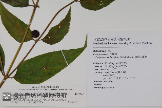 台灣土黨參藏品圖，第2張