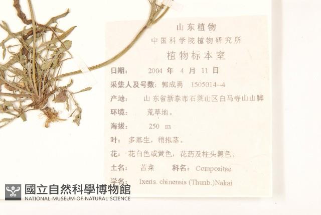 兔仔菜藏品圖，第2張