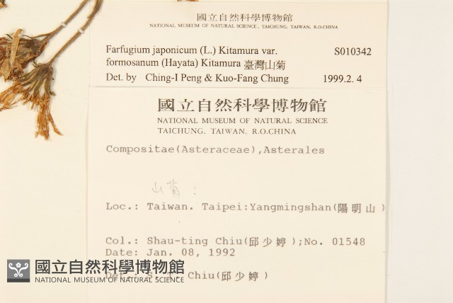 臺灣山菊藏品圖，第2張