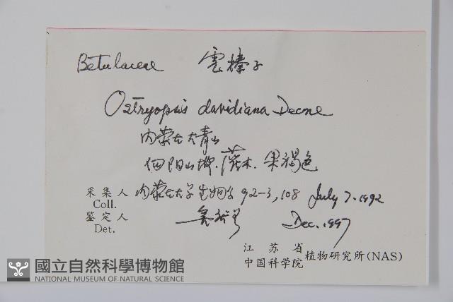 虎榛子藏品圖，第2張