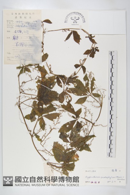 絞股藍藏品圖，第1張