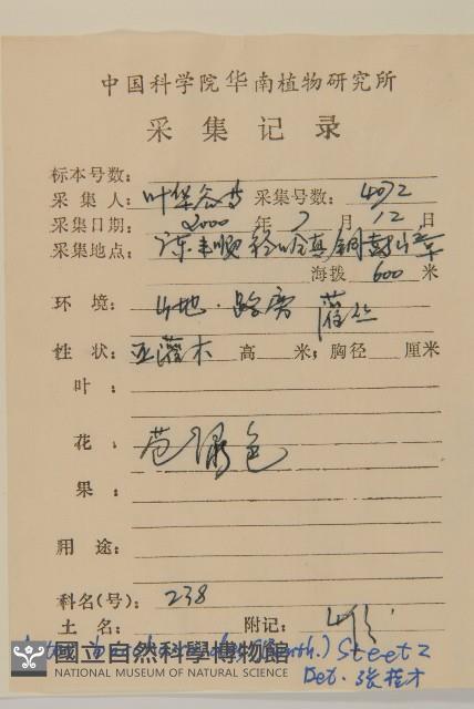 白舌紫菀藏品圖，第2張