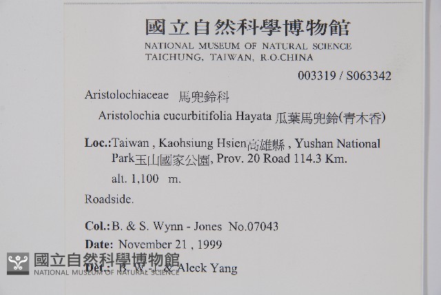瓜葉馬兜鈴、青木香藏品圖，第2張