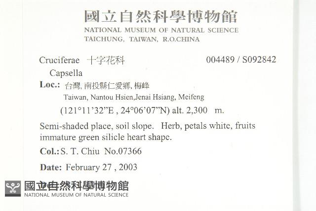 碎米薺藏品圖，第2張