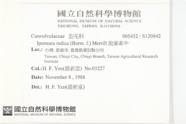 銳葉牽牛藏品圖，第2張