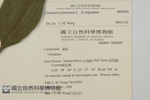 蘇利南野菊藏品圖，第2張