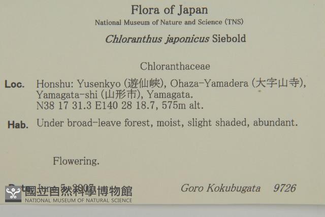 銀線草藏品圖，第2張