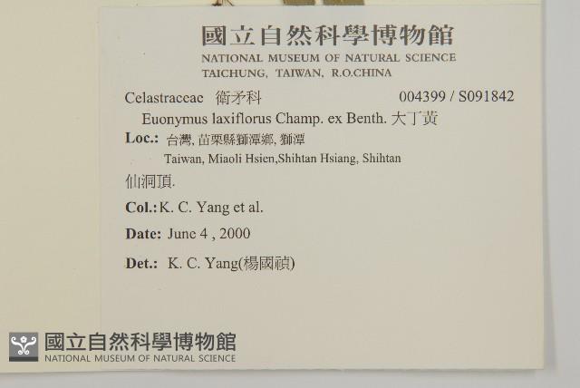 大丁黃藏品圖，第2張