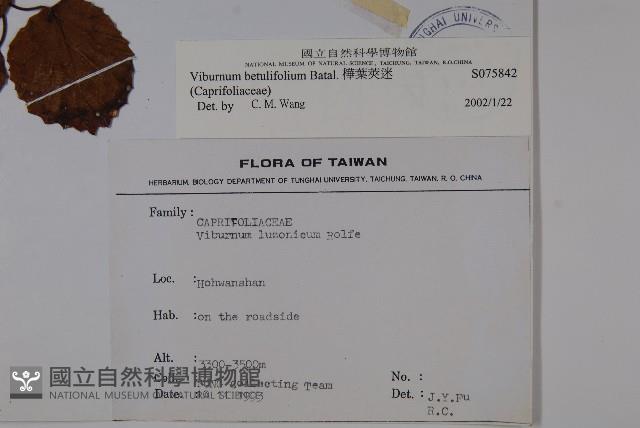 樺葉莢迷、玉山莢迷藏品圖，第2張