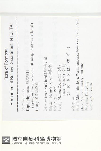 耿氏虎皮楠藏品圖，第2張