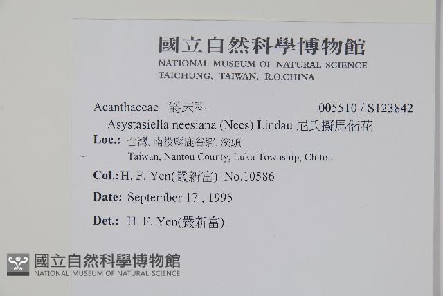 尼氏擬馬偕花藏品圖，第2張