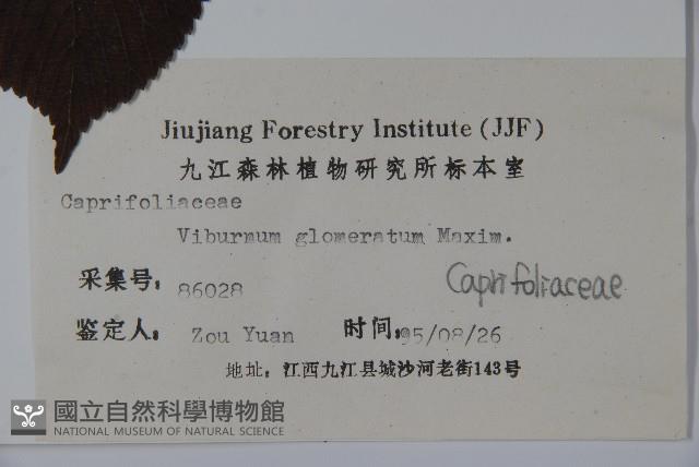 球花莢迷藏品圖，第2張