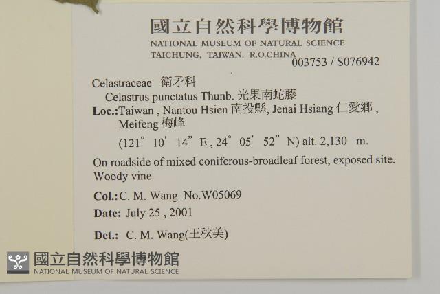 光果南蛇藤藏品圖，第2張