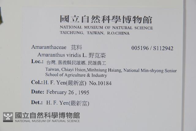 野莧菜藏品圖，第2張