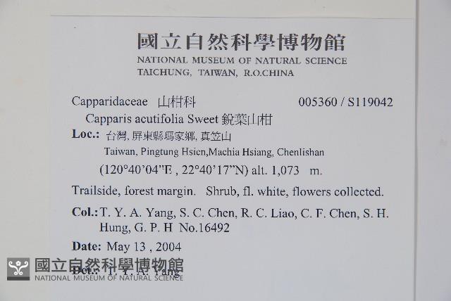 異葉敗醬藏品圖，第2張