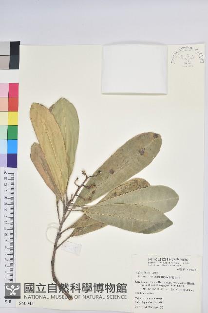 蘭嶼土沉香藏品圖，第1張