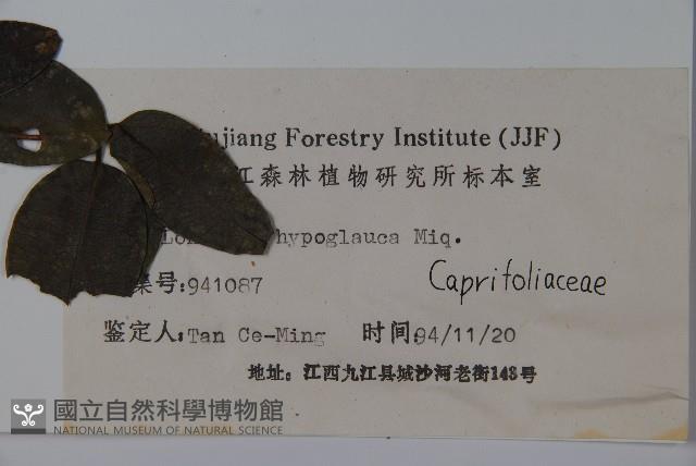 裡白忍冬、紅腺忍冬藏品圖，第2張