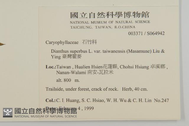 臺灣瞿麥藏品圖，第2張