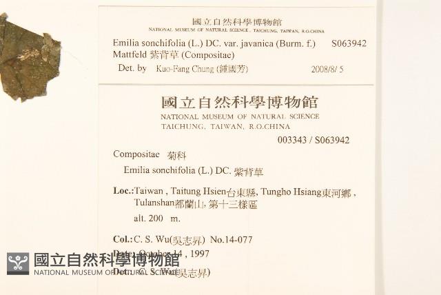 紫背草藏品圖，第2張